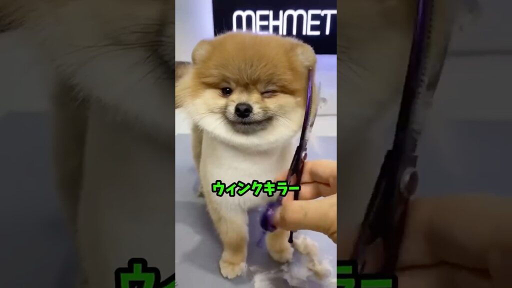 お利口過ぎるワンコ達