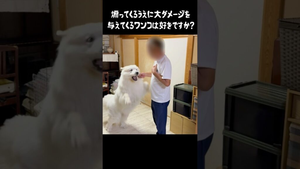 タチの悪い遊びを覚えた愛犬　#greatpyrenees #癒し #大型犬のいる生活 #グレートピレニーズ #犬のいる生活 #犬のいる暮らし #愛犬 #可愛い #ペット #大型犬と暮らす