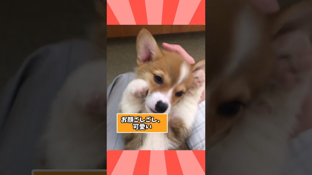 仕事で疲れた皆に贈る笑いと癒しのコーギーパピー5選ww　#コーギー #笑える #癒し #コーギーのいる暮らし #犬のいる暮らし #元気になる動画