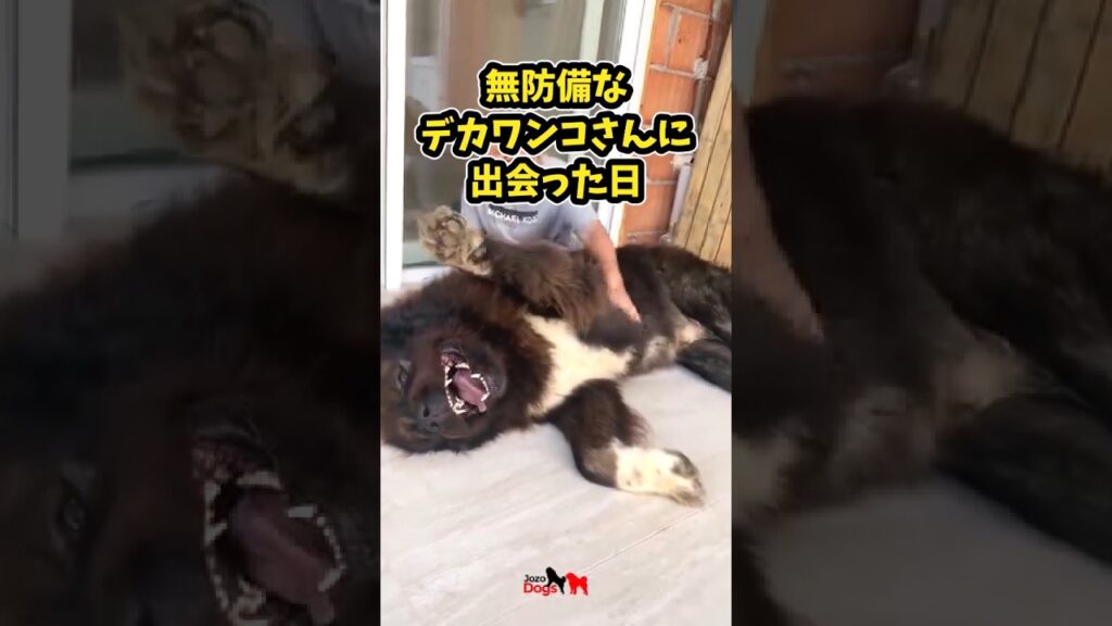 仕事で疲れた皆に贈る笑いと癒しのデカワンコ5選ww　#大型犬 #笑える #癒し #大型犬のいる生活 #大型犬のいる暮らし #元気になる動画