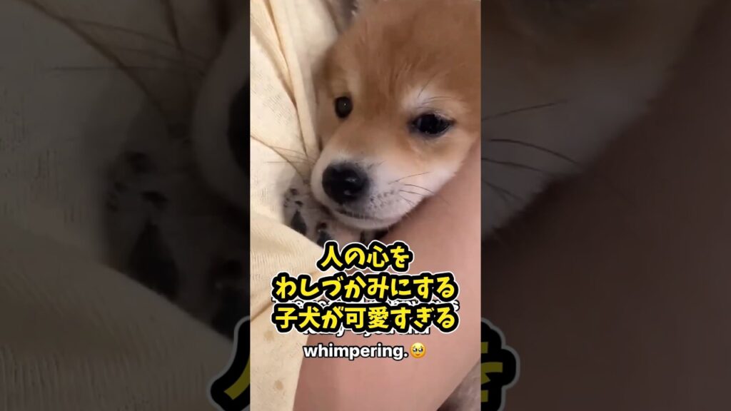 仕事で疲れた皆に贈る笑いと癒しの柴犬パピー5選ww　#柴犬 #笑える #癒し #柴犬のいる暮らし #柴犬のいる生活 #元気になる動画