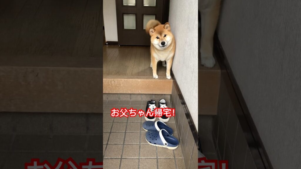 #柴犬 #柴犬のいる暮らし #shibainu #愛犬 #doglife #癒し #dogvideos #dogsofinstagram #cutedog #しばいぬ