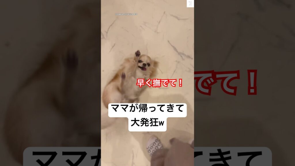 喜び爆発‼️ママに甘える犬が可愛すぎた💕　　#チワワ #犬　#かわいい犬 #犬のいる暮らし #癒し
