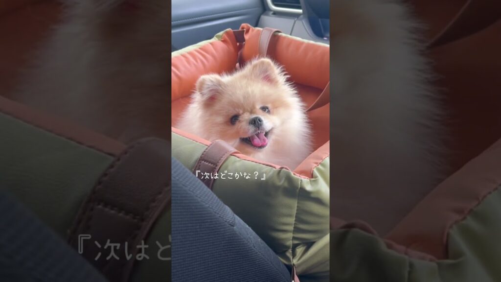 ポメラニアンを迎えるとこうなる #dog #ポメラニアン #癒し #犬のいる生活