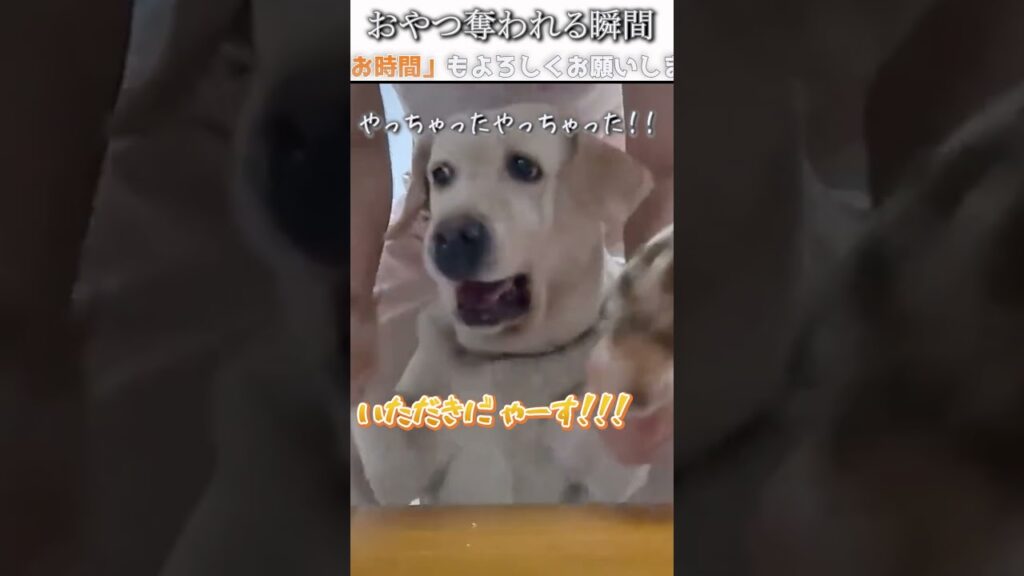 犬のおもしろ画像にツッコミどころ満載なアフレコしてみた＃323【おやつ】【ハプニング映像】#shorts　#アフレコ #面白動画