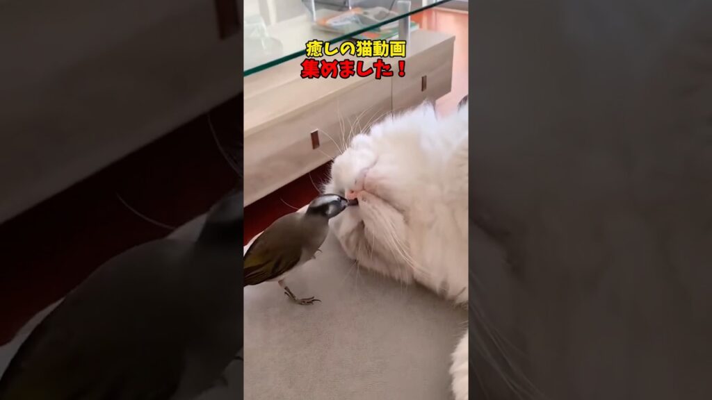 癒しをお届け！猫動画 #猫 #cat #cats #cute
