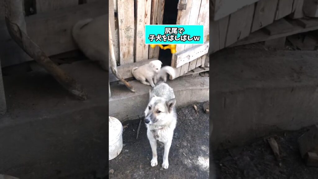 仕事で疲れた皆に贈る笑いと癒しのワンちゃん5選ww　#犬 #笑える #癒し #犬のいる生活 #犬のいる暮らし #元気になる動画