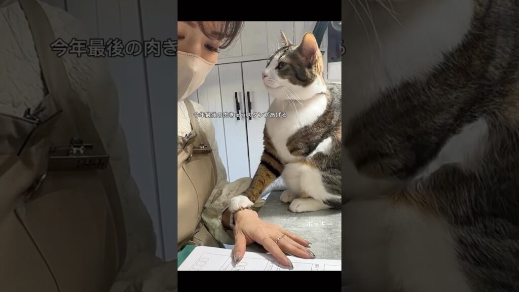 /engage #ねこのいる生活 #癒し