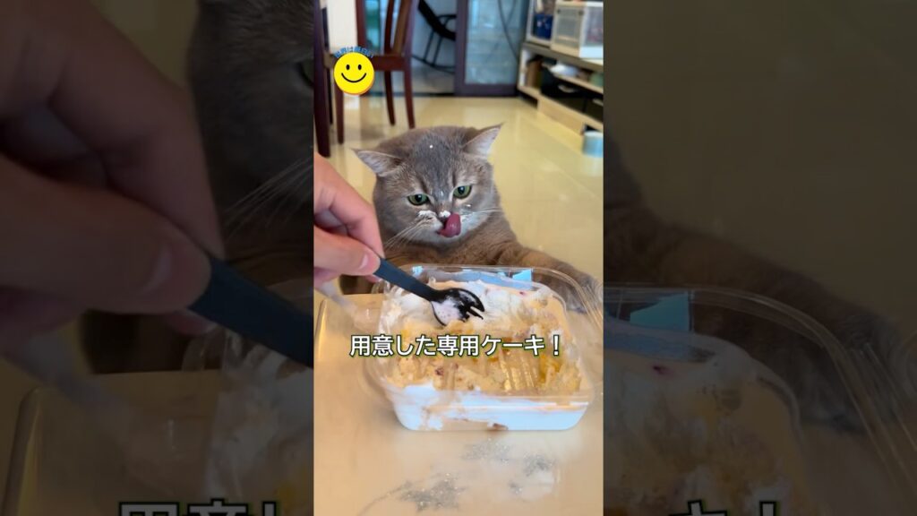 食いしん坊な猫、飼い主の選択は？