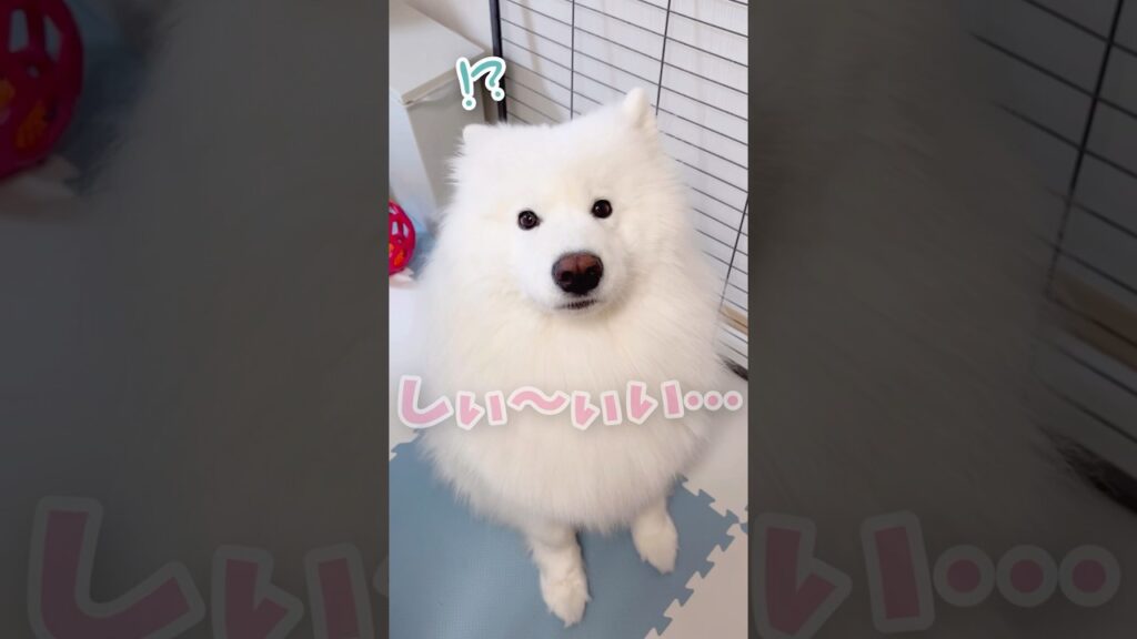 キッチン横にかわい子ちゃんが現れた！ #samoyed #サモエド #癒し
