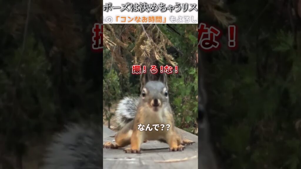 動物のおもしろ画像にツッコミどころ満載なアフレコしてみた＃340【ポーズ】【ハプニング映像】#shorts　#アフレコ #面白動画