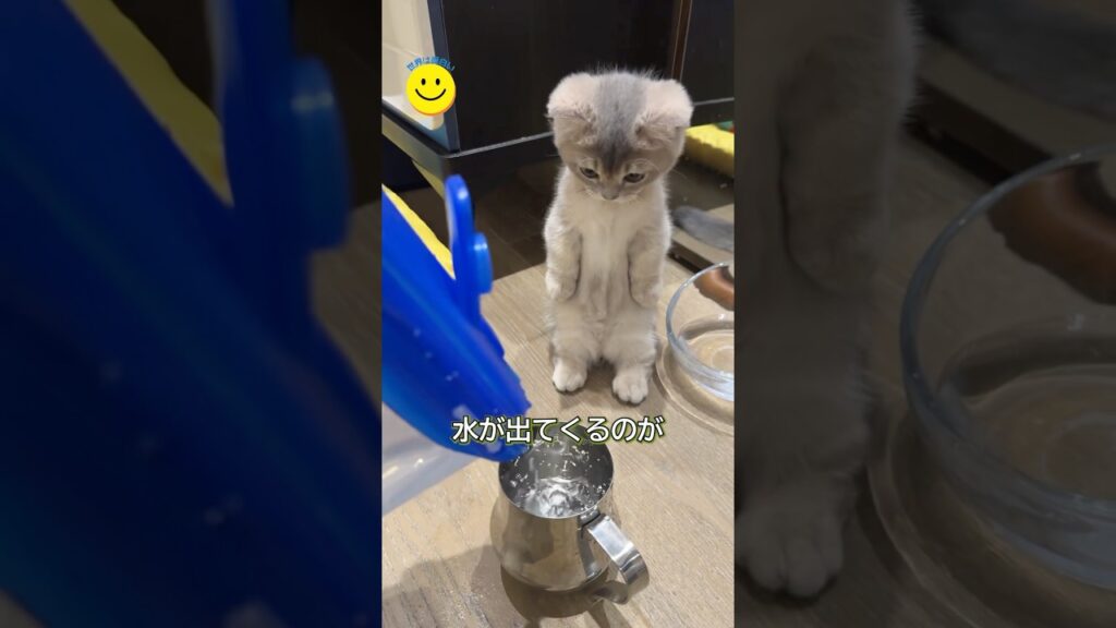 予想外すぎる子猫の行動