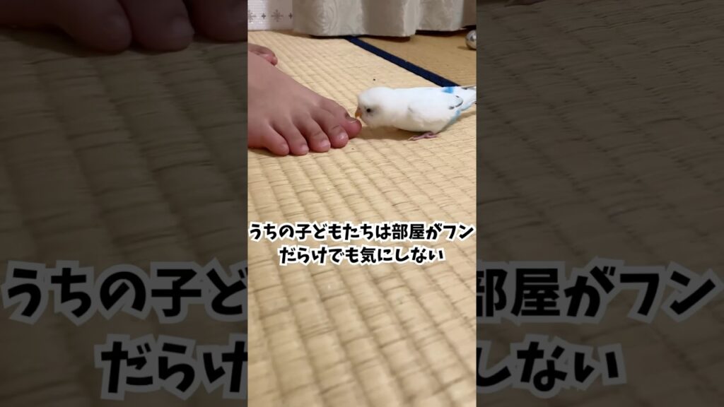 放鳥部屋の真相
