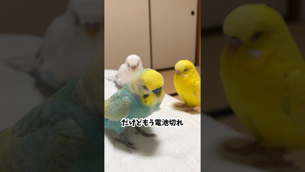 まだ遊んでいたい