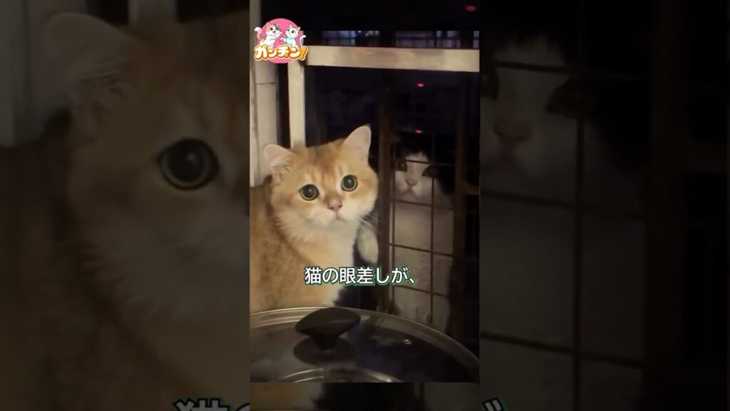 うちの猫、毎日窓越しに友達と会っています。