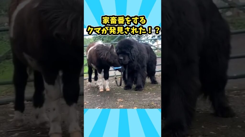 仕事で疲れた皆に贈る笑いと癒しのデカワンコ5選ww　#大型犬 #笑える #癒し #元気になる動画 #大型犬のいる生活 #大型犬のいる暮らし