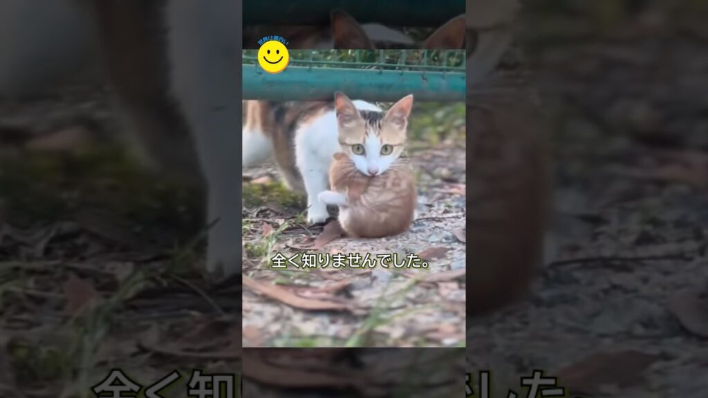 私を導いた猫の先に、特別なプレゼントがあった