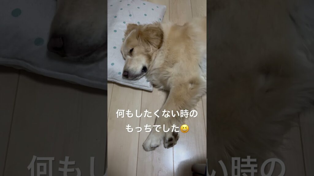実は寝てません😆ゴールデンレトリーバーもっち君 #ゴールデンレトリバー #犬のいる生活 #癒し #愛犬