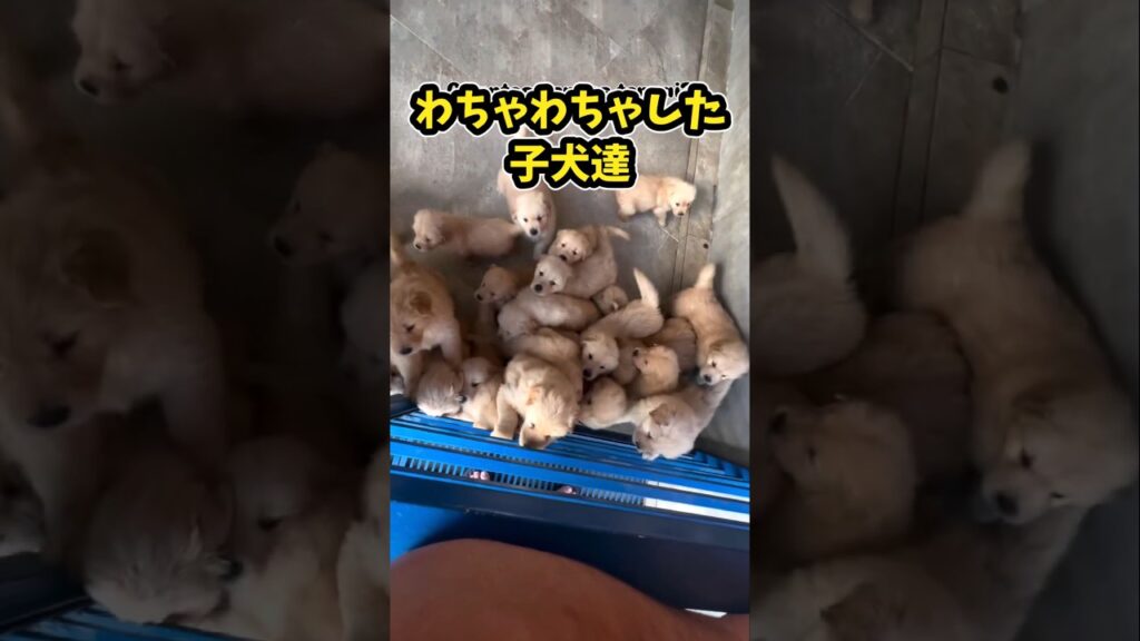 仕事で疲れた皆に贈る笑いと癒しのゴールデンパピー5選ww　#ゴールデンレトリバー 子犬 #ゴールデンレトリバー #笑える #癒し #子犬のいる生活 #元気になる動画