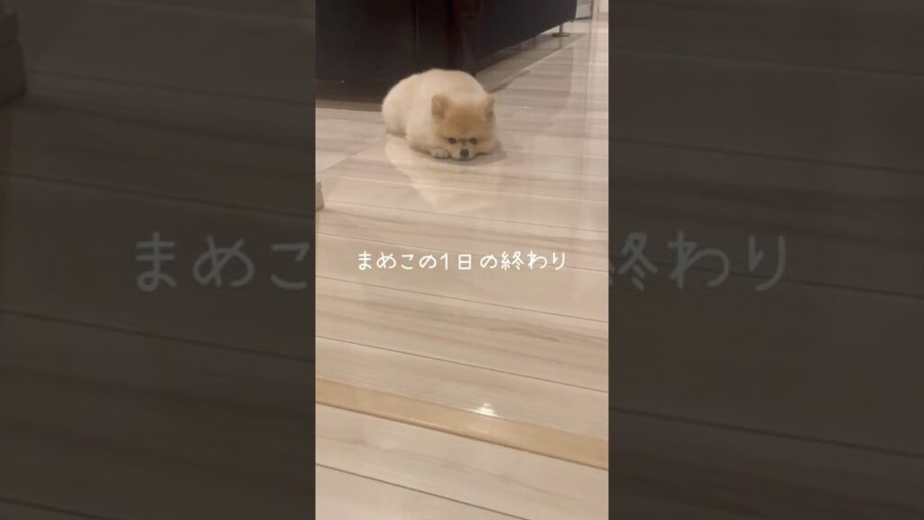 ポメラニアンまめこの１日の終わり #dog #ポメラニアン #癒し #犬のいる生活