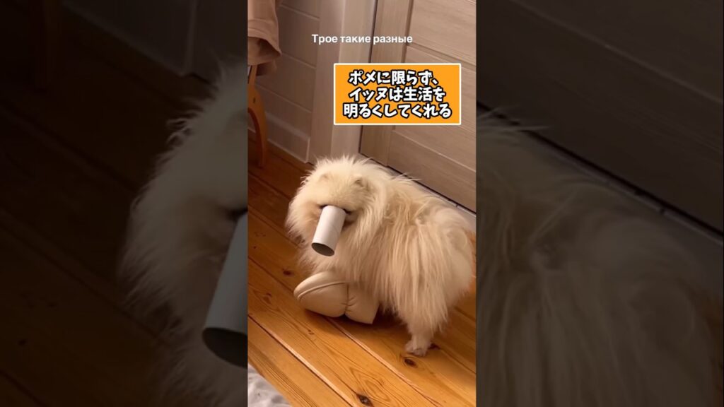 仕事で疲れた皆に贈る笑いと癒しのポメラニアン5選ww　#ポメラニアン #笑える #癒し #ポメラニアンのいる生活 #犬のいる暮らし #犬好きさんと繋がりたい #元気になる動画