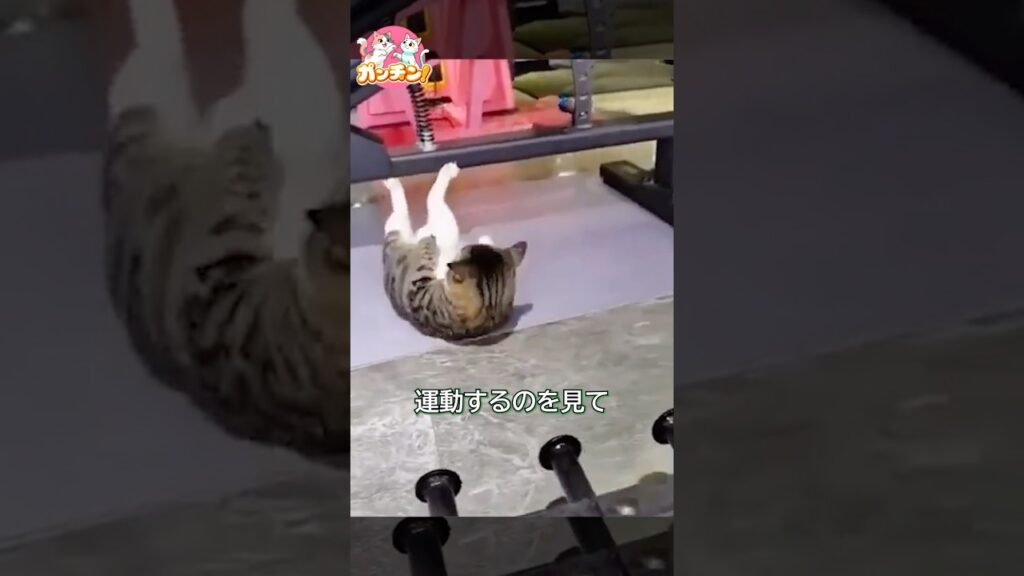 可愛すぎる猫トレーナー、登場！