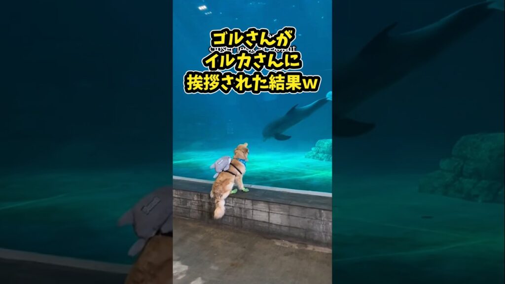 仕事で疲れた皆に贈る笑いと癒しのゴールデン5選ww　#ゴールデンレトリバー #笑える #癒し #大型犬のいる生活 #大型犬のいる暮らし #犬好きさんと繋がりたい #元気になる動画