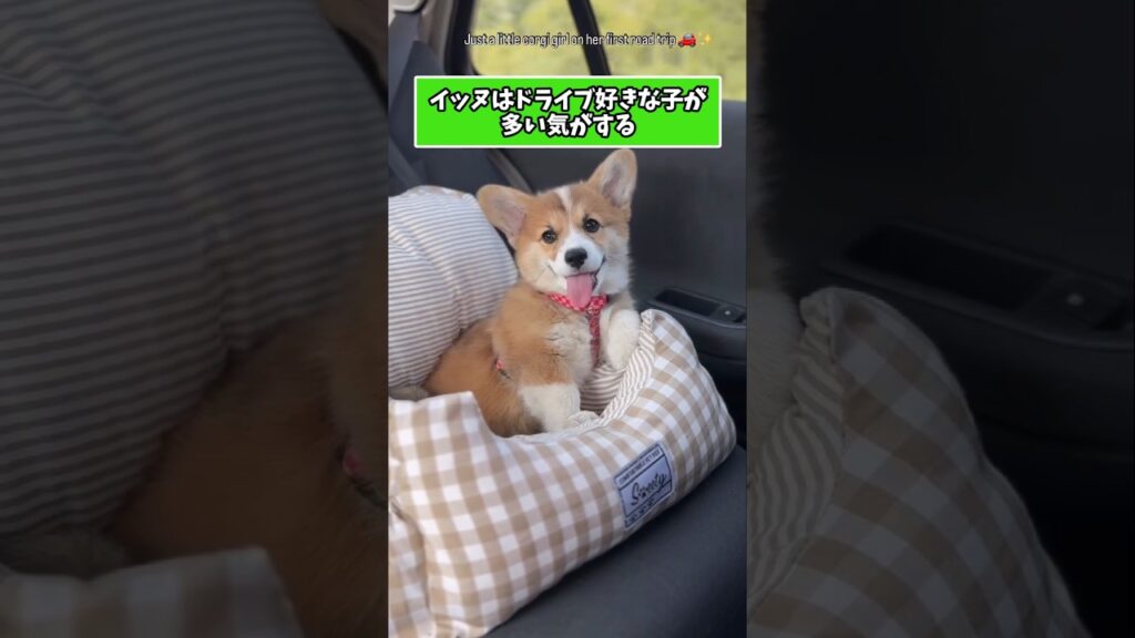 仕事で疲れた皆に贈る笑いと癒しのコーギーパピー5選ww　#コーギー #子犬 #笑える #癒し #コーギーのいる暮らし #子犬のいる生活 #犬好きさんと繋がりたい #元気になる動画