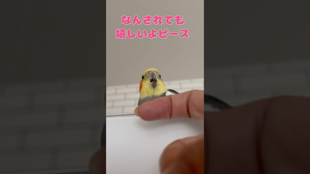 帰りを冷蔵庫の上で待ちぶせ#birds #癒し #かわいい