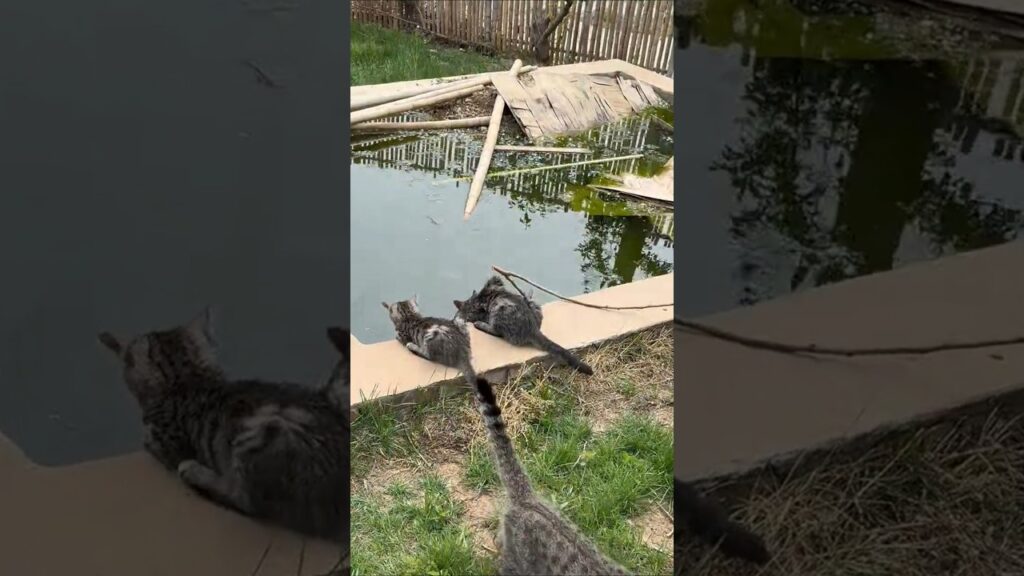 猫のシェルター作り