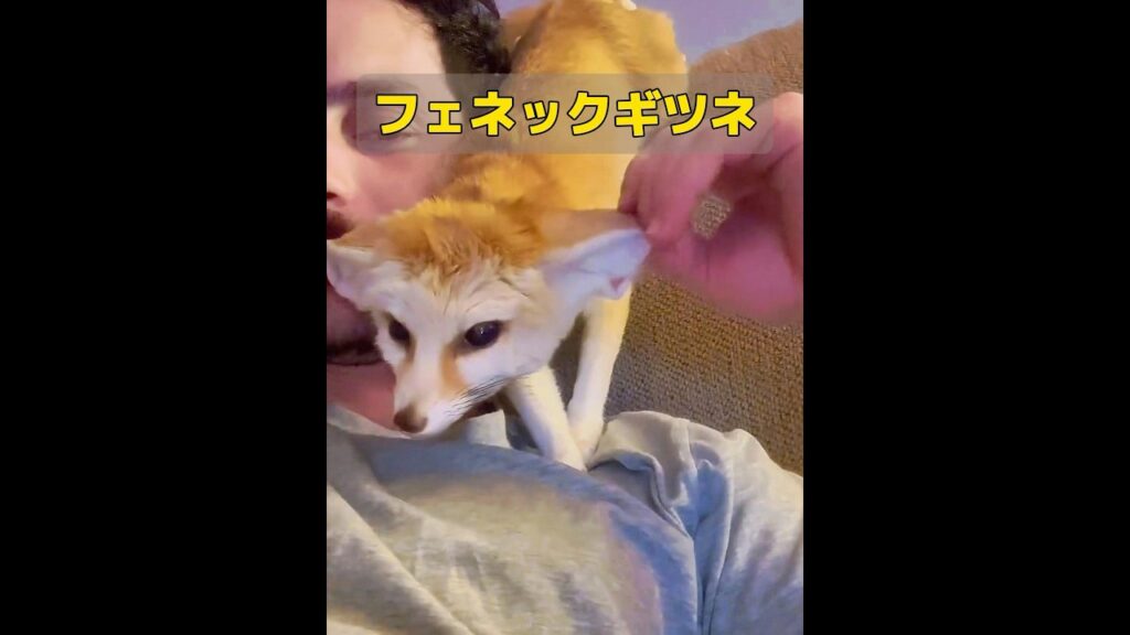 ある男性が喉が渇いた小さな動物に出会い、世話をするために家に連れて帰りました。 #動物 #癒し #自然 人与自然和谐共处
