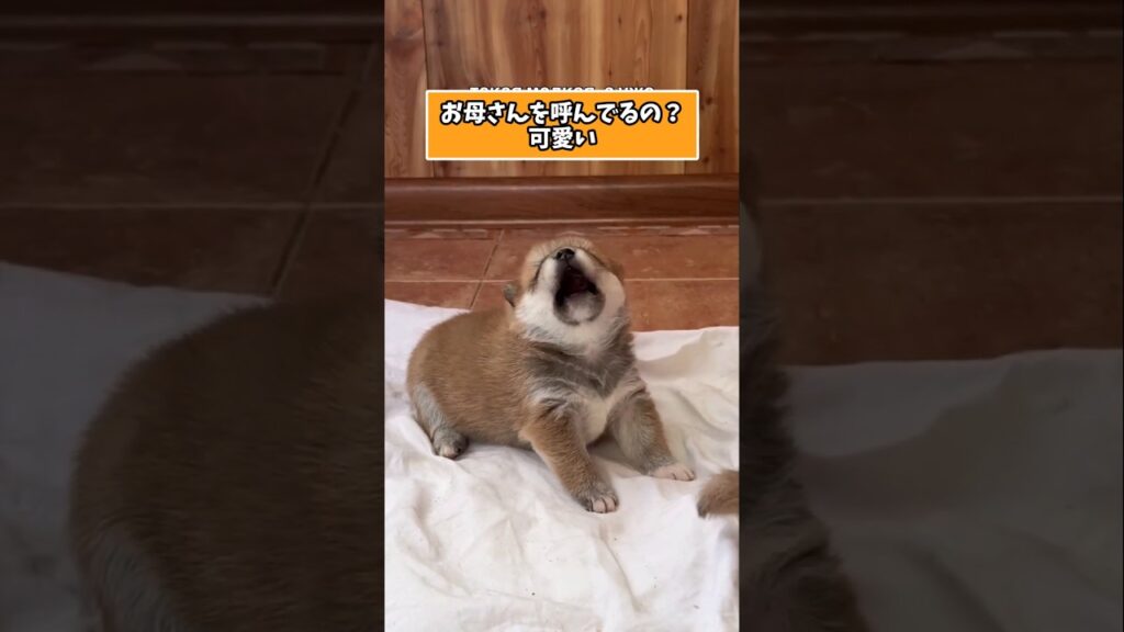 仕事で疲れた皆に贈る笑いと癒しの子犬5選ww　#子犬 #笑える #癒し #子犬のいる生活 #子犬のいる暮らし #犬好きさんと繋がりたい #元気になる動画
