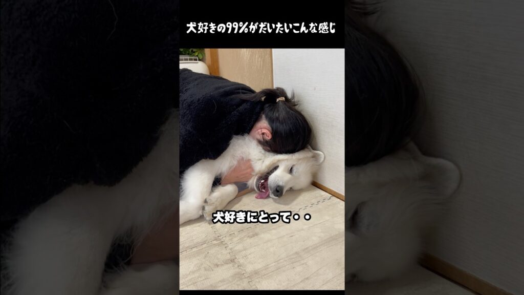 犬好きの生態観察したらえぐかった件　#greatpyrenees #大型犬 #大型犬のいる生活 #大型犬と暮らす #グレートピレニーズ #犬のいる生活 #愛犬 #可愛い #癒し