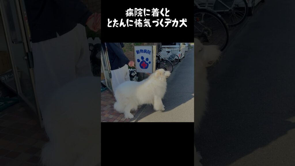 誰が見ても病院が苦手だとわかる愛犬　#greatpyrenees #大型犬のいる生活 #大型犬と暮らす #大型犬 #グレートピレニーズ #癒し #愛犬 #犬のいる生活 #可愛い