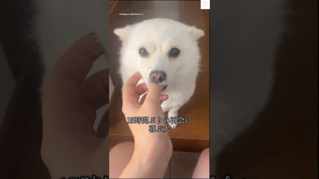 15時間ぶりの再会に喜ぶ犬‼️    #ポメ柴　#犬　#かわいい犬 #かわいい #癒し