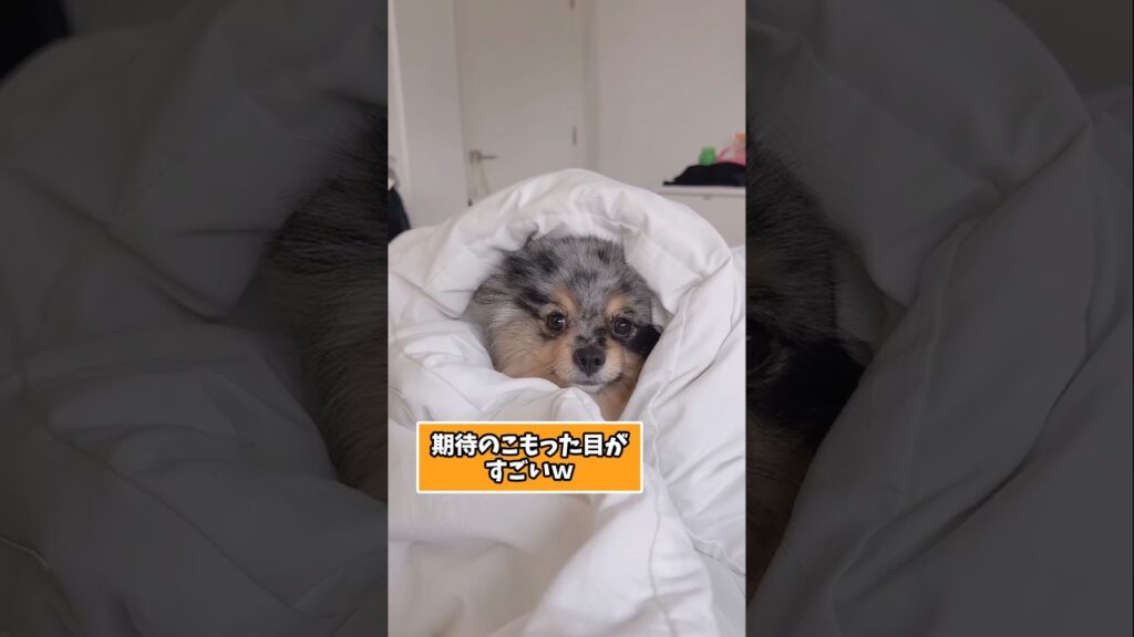仕事で疲れた皆に贈る笑いと癒しのポメラニアン5選ww　#ポメラニアン #笑える #癒し #ポメラニアンのいる生活 #犬のいる暮らし #犬好きさんと繋がりたい #元気になる動画