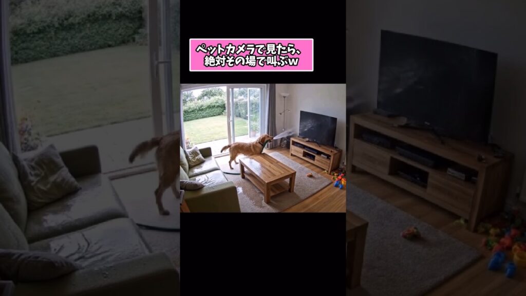 仕事で疲れた皆に贈る笑いと癒しのゴールデン5選ww　#ゴールデンレトリバー #笑える #癒し #大型犬のいる生活 #大型犬のいる暮らし #元気になる動画