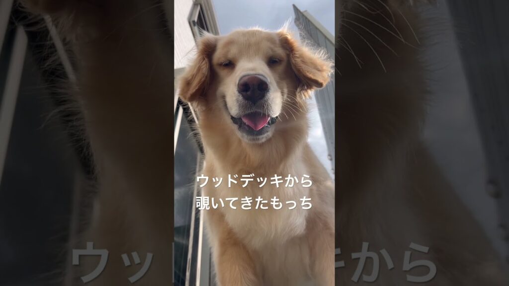この顔可愛い😍ゴールデンレトリバーもっち君 #ゴールデンレトリバー #笑顔笑顔de #癒し #可愛い #大好き #ありがとう
