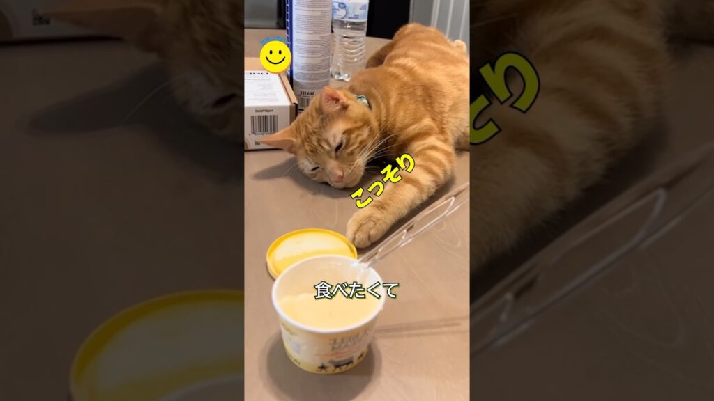 こっそりアイスを狙う猫🐾