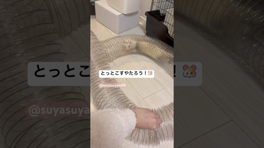 とっとこすやたろう！🐹