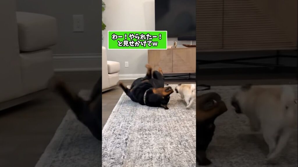 仕事で疲れた皆に贈る笑いと癒しのワンちゃん5選ww　#犬 #笑える #癒し #犬のいる生活 #犬のいる暮らし #犬好きさんと繋がりたい #元気になる動画