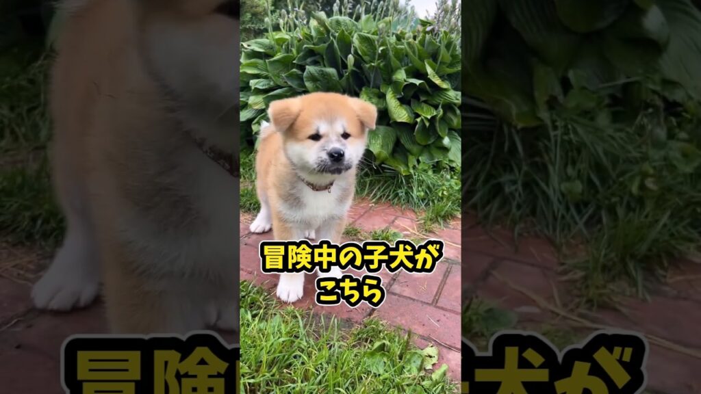 仕事で疲れた皆に贈る笑いと癒しの秋田犬5選ww　#秋田犬 #笑える #癒し #秋田犬の居る暮らし #犬のいる生活 #元気になる動画