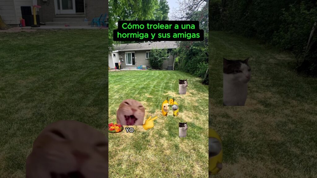 Cómo trolear a una hormiga y sus amigas #humor #gatitoslindos #risa #videosdivertidos #memes