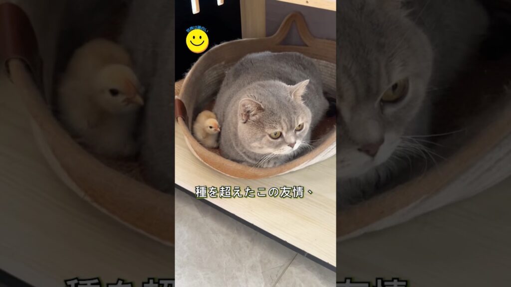 猫とヒヨコ、予想外の友情🐾