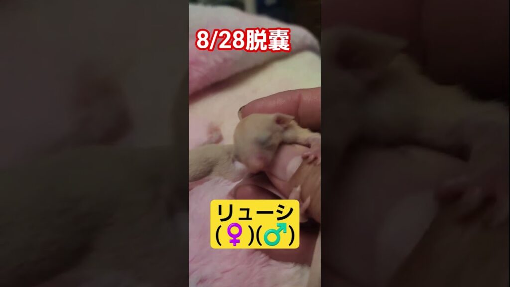 ピンクのもふもふ　最強👍