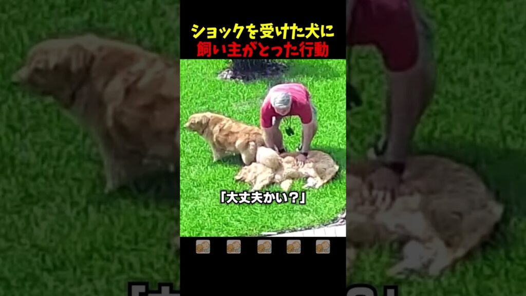 ショックを受けた愛犬に飼い主がとった行動