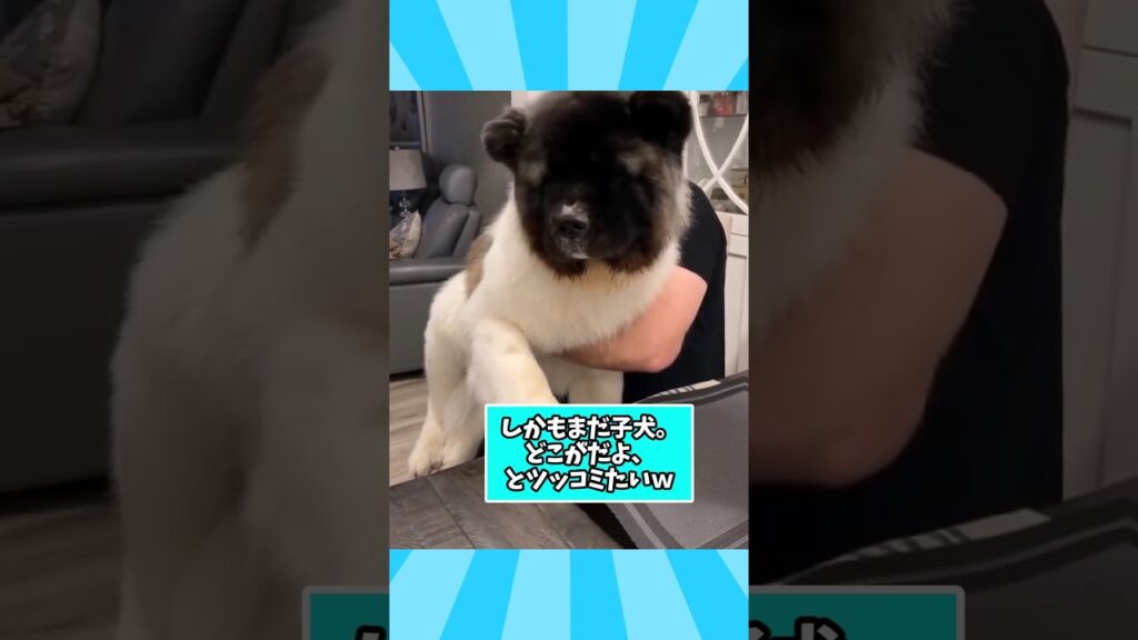 仕事で疲れた皆に贈る笑いと癒しのデカワンコ5選ww　#大型犬 #笑える #癒し #大型犬のいる生活 #大型犬のいる暮らし #元気になる動画