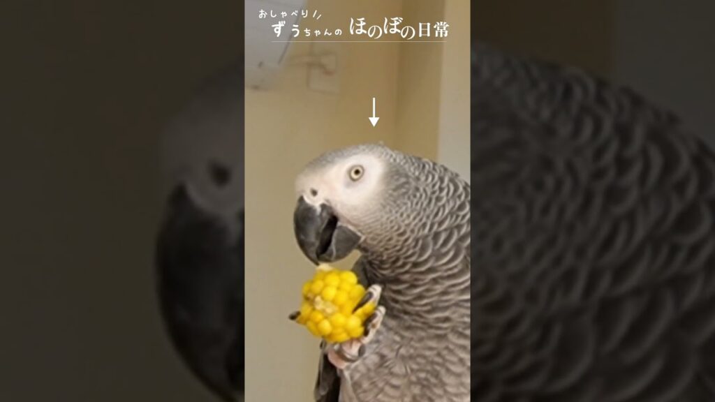 癒し♡喋れるってすごい！
