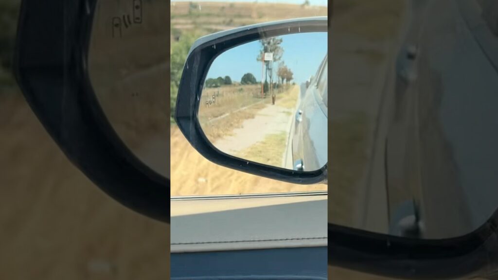 バックミラーに映ったワンちゃんの正体