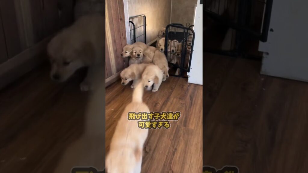仕事で疲れた皆に贈る笑いと癒しのゴールデン5選ww　#ゴールデンレトリバー #笑える #癒し #大型犬のいる生活 #大型犬のいる暮らし #元気になる動画
